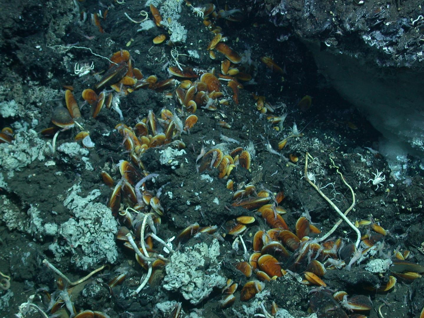 Clams and Shrimp on Petroleum seep in Gulf of Mexico
