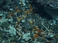 Clams and Shrimp on Petroleum seep in Gulf of Mexico