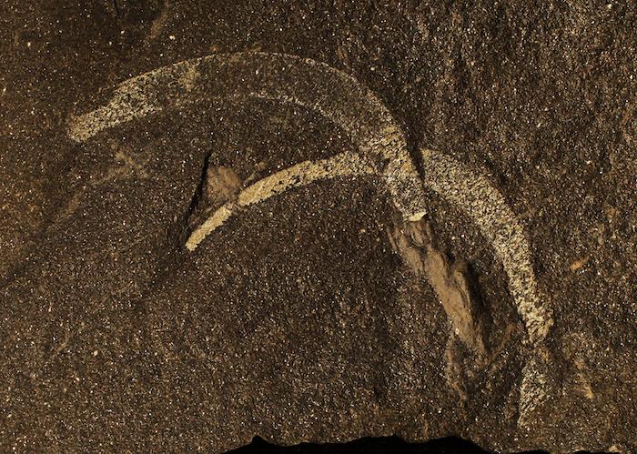 <em>Wiwaxia sclerites</em>
