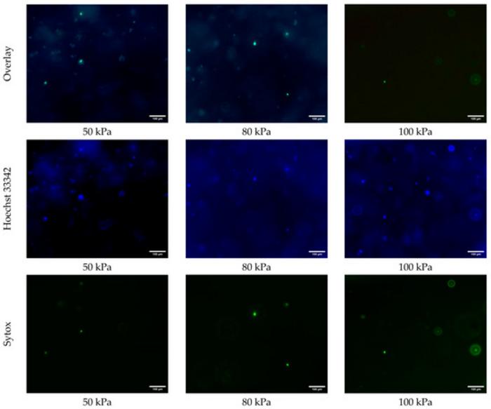 Florescence images of 3D printed cells