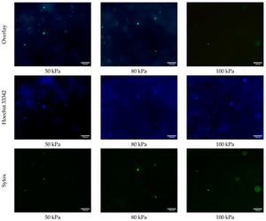 Florescence images of 3D printed cells