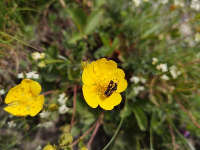 Wild bees on buttercup