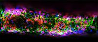 Staining Image