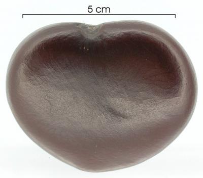 Seed of Entada