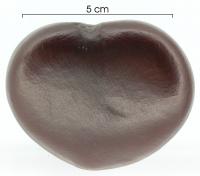 Seed of Entada