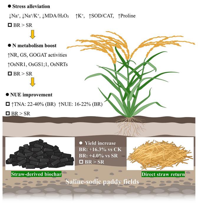 Straw-derived biochar was more effective than direct straw return in mitigating soda saline-sodic stress and improving nitrogen use efficiency in rice grown in saline-sodic fields