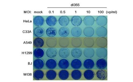 Comparison of Cells 