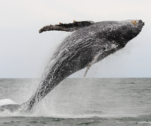 Gabonese waters are home to rich biodiversity