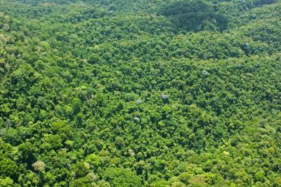 Canopy
