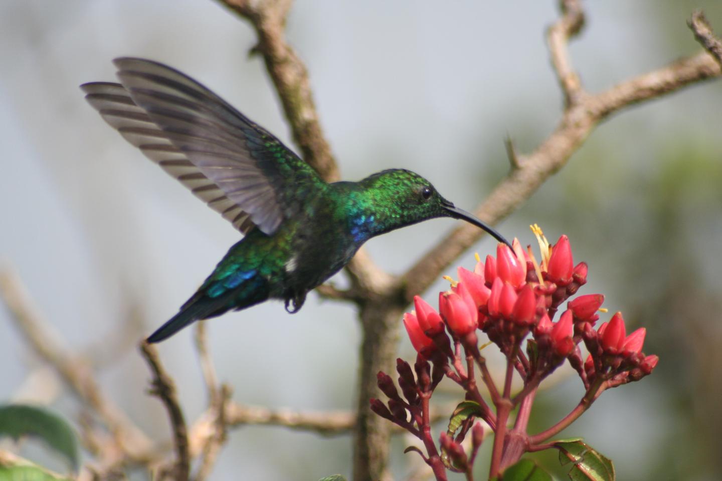Green-throated Carib <i>Eulampis holosericeus</i>
