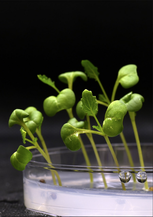 Growing food in the dark