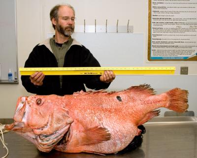 BOFFFFs (Big, Old, Fat, Fertile, Female Fish) Sustain Fisheries
