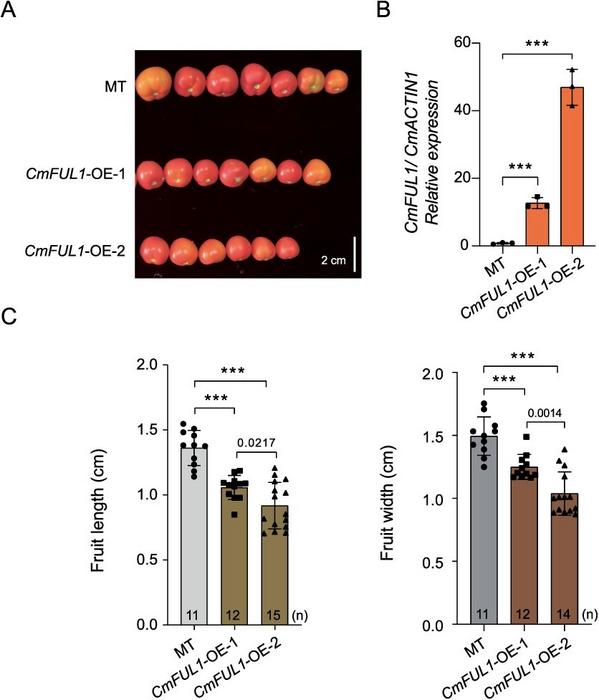 Functional validation of CmFUL1.