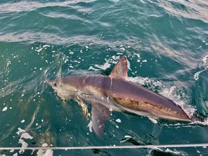 A male porbeagle shark caught off the coast of Scotland