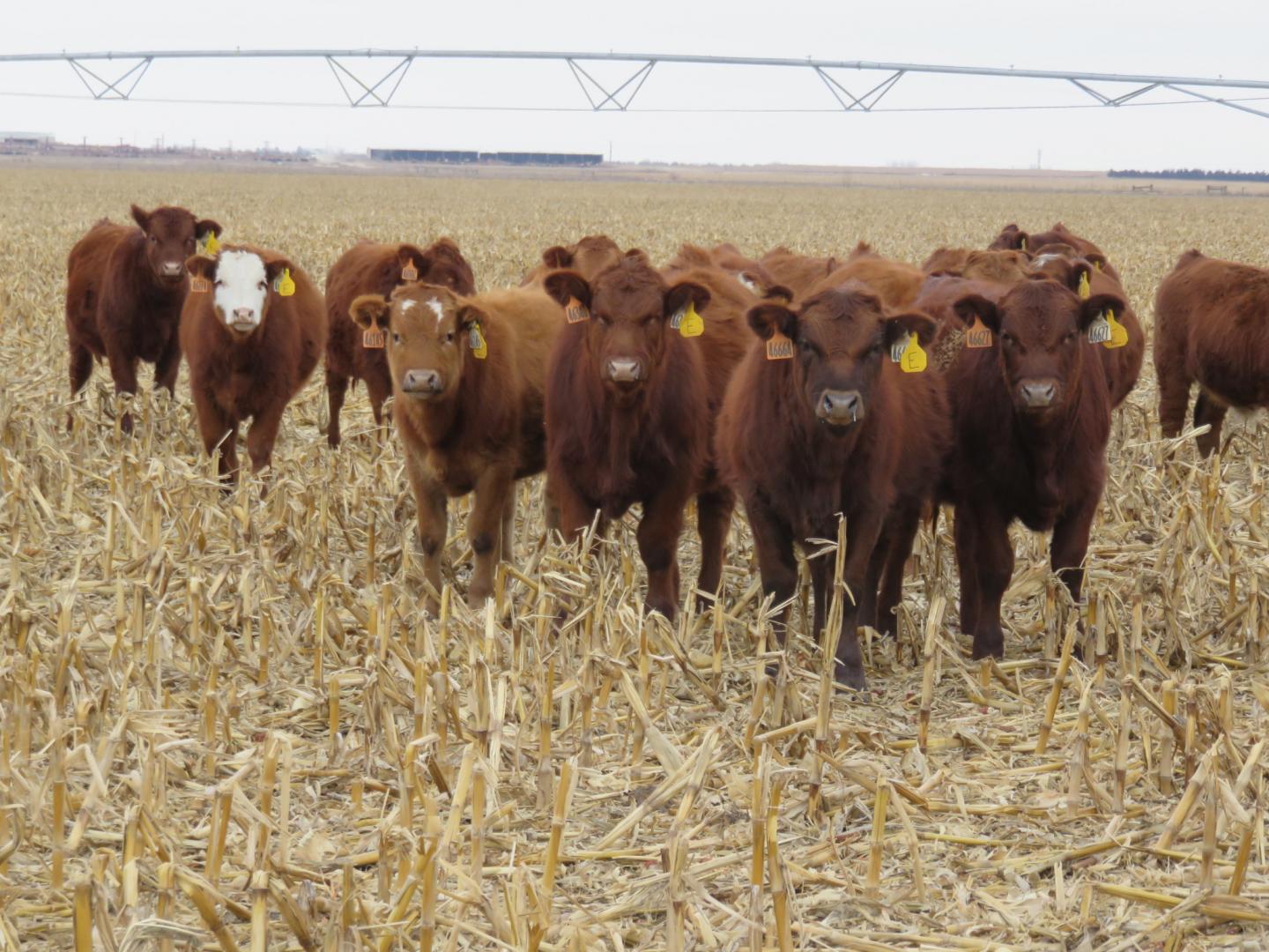 Cattle