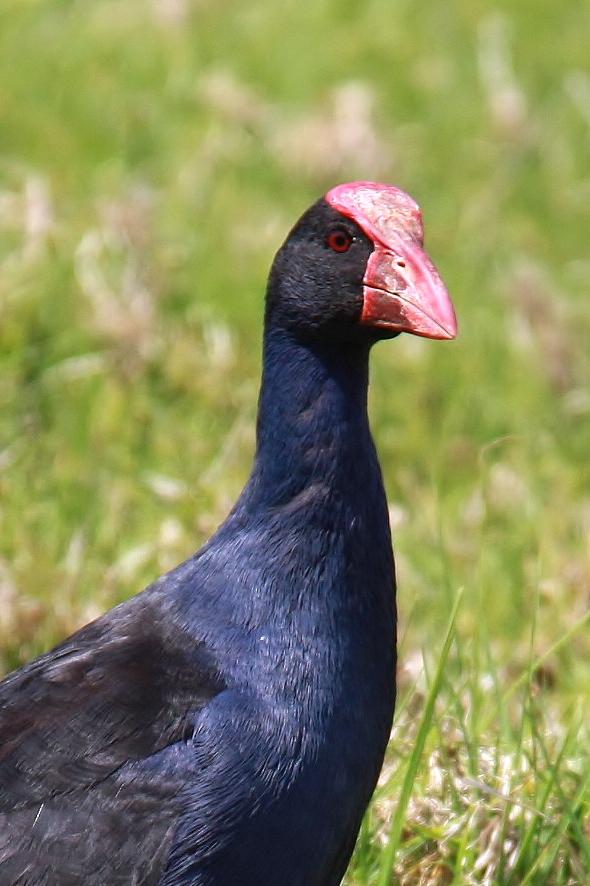 Pukeko