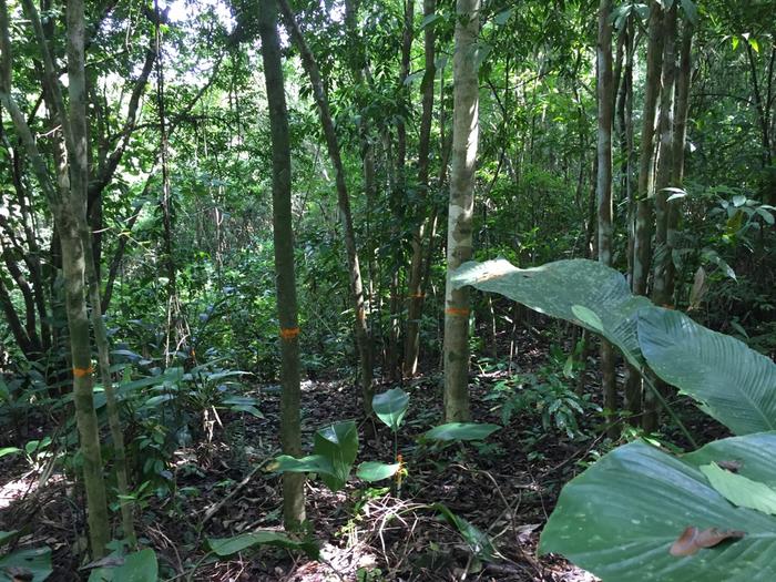A tropical forest that is about thirty years old, following deforestation and agricultural use.