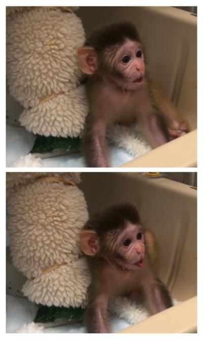Rhesus Monkey Gesturing