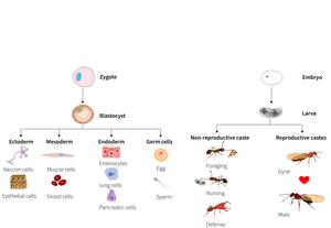Similarity between cell differentiation in multicellular organisms and caste differentiation in ants