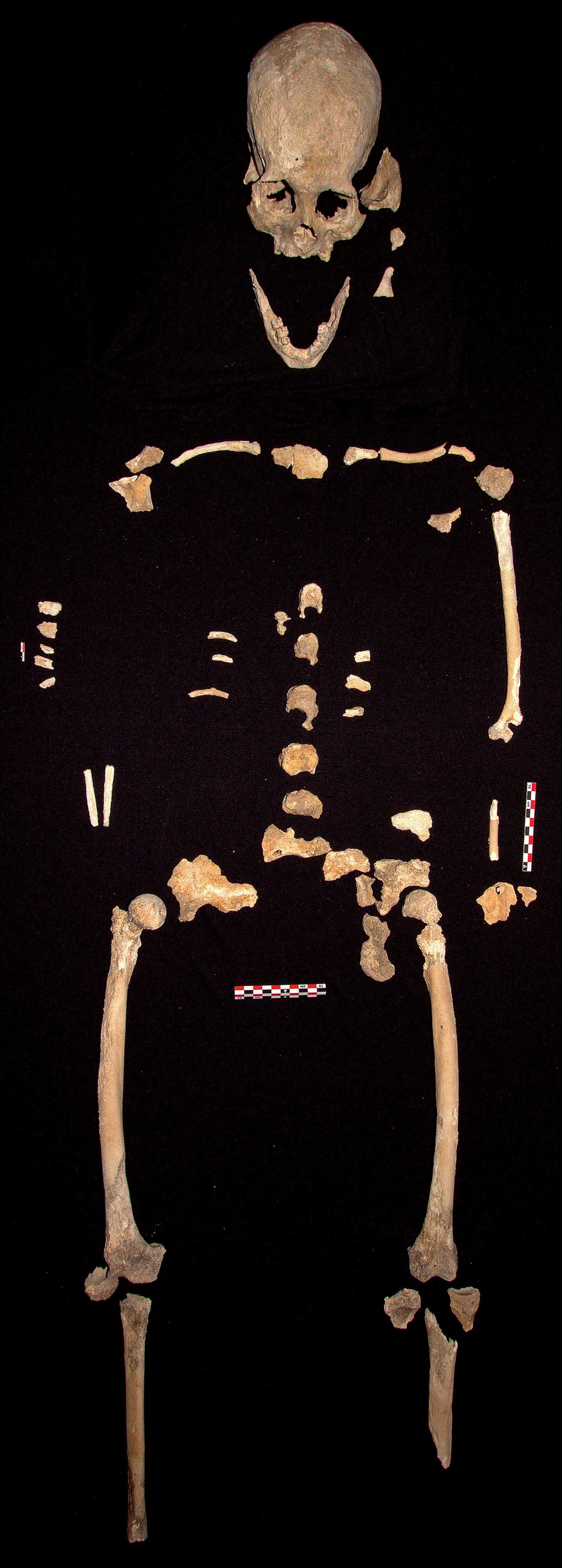 Prehistoric Skeleton