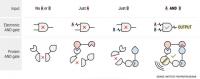 Comparison of Electronic and Protein AND Gates
