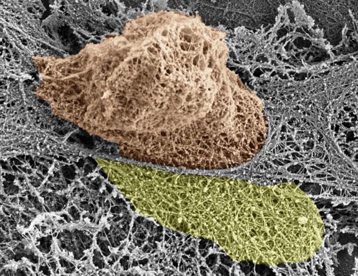 Cells