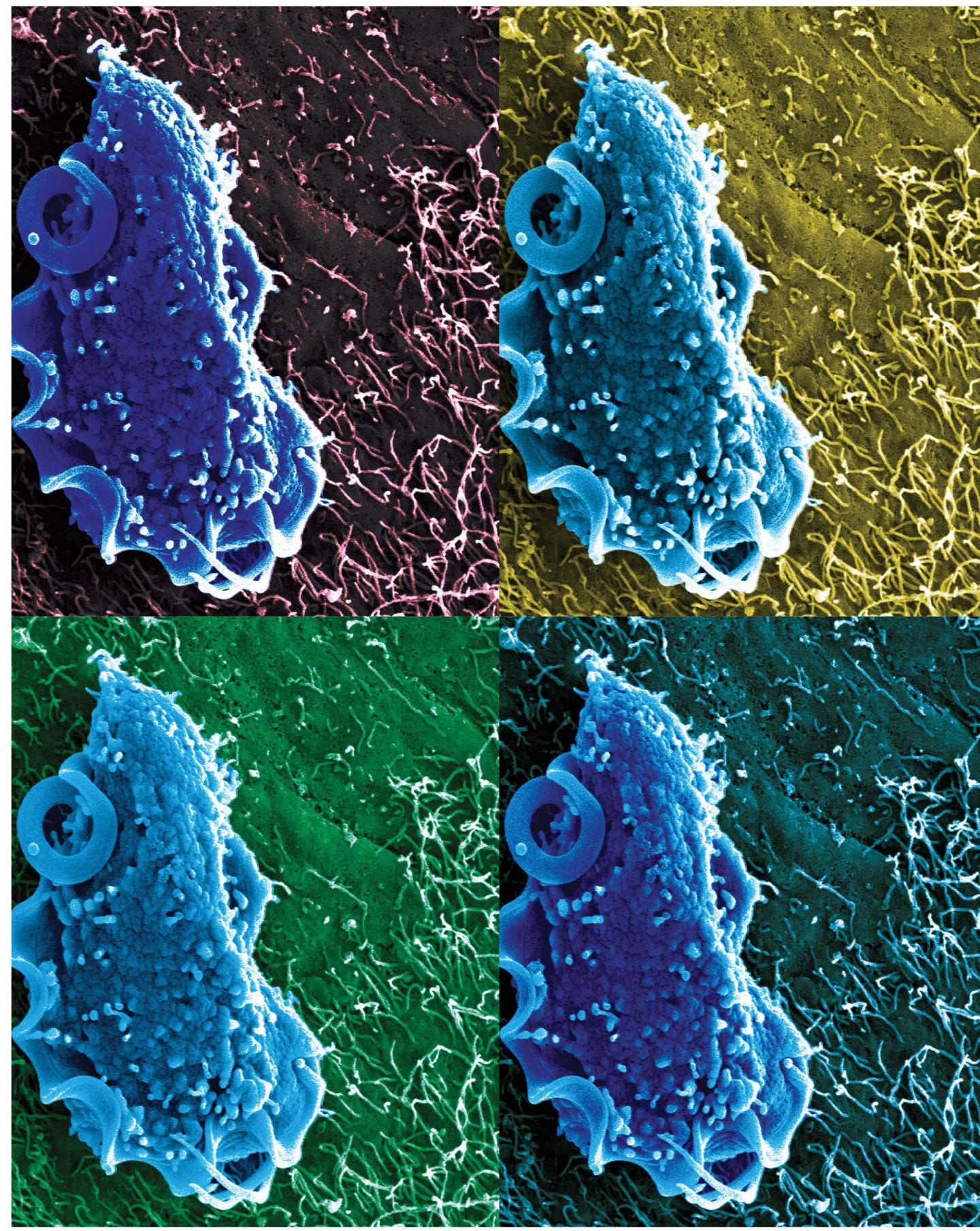 T.mu in the Mouse Colon