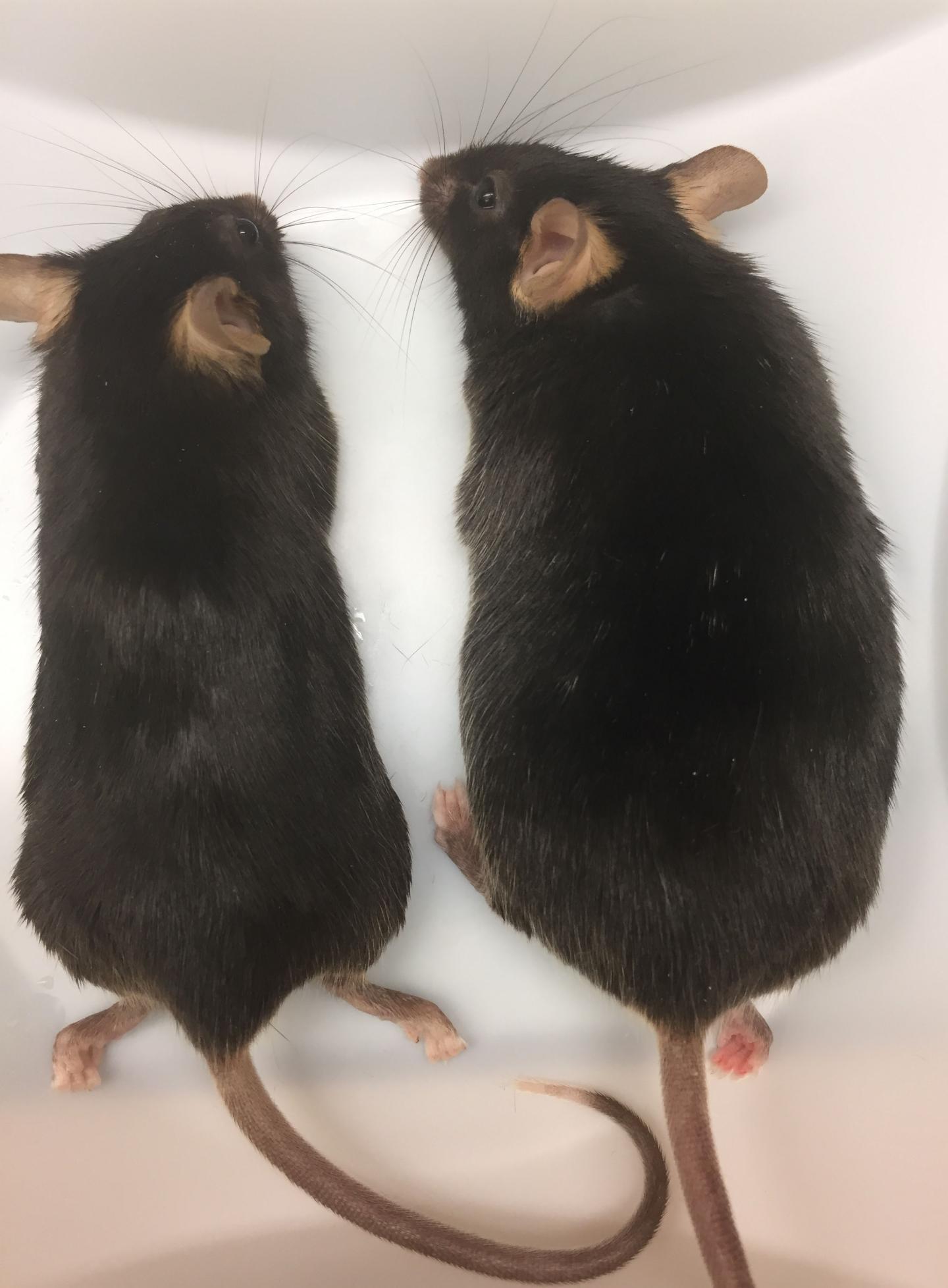 Genetic Variant Leads to Higher Fat
