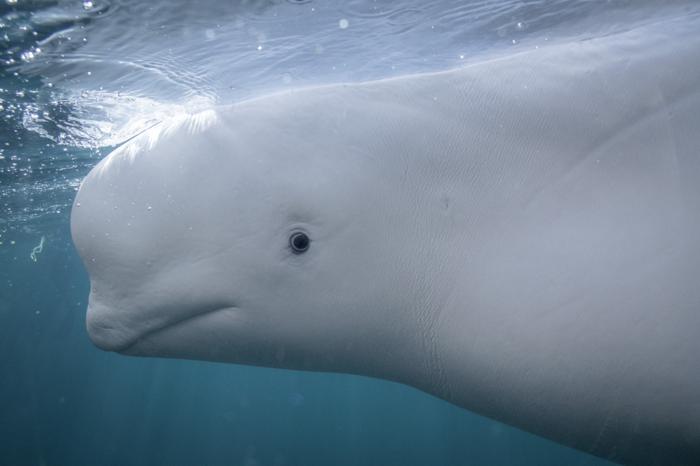 Evidence for mirror self-recognition in beluga whales (Delphinapterus leucas)