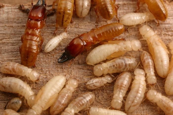 Western termites
