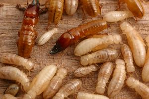 Western termites