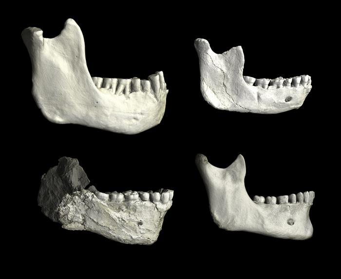 Lower jaws (mandibles) from North Africa, illustrating variation among fossil hominins and modern humans