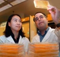 Ling Xia and Hernan Flores-Rozas, Medical College of Georgia 2 (of 2)