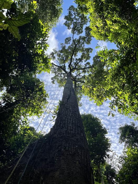 The study helps us understand the role of this little-studied type of vegetation in climate change