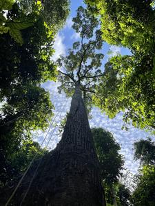 The study helps us understand the role of this little-studied type of vegetation in climate change