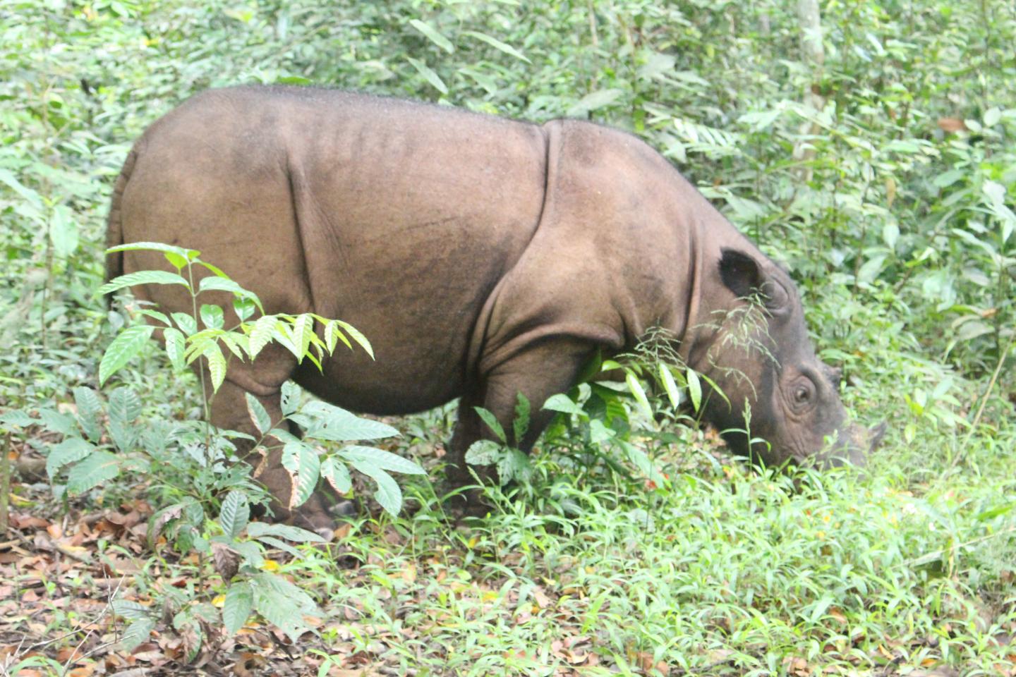 Sumatran Rhino