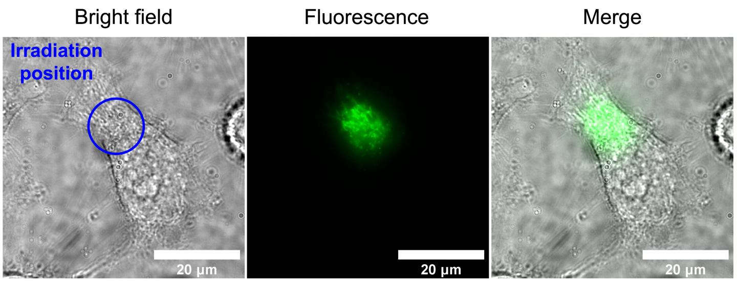 Autofluorescence of flavin molecules in HeLa cell