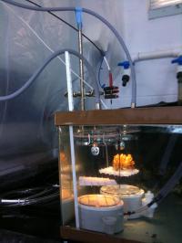 Measuring Coral Physiology