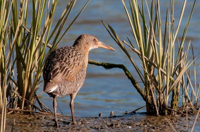 California Clapper Rail