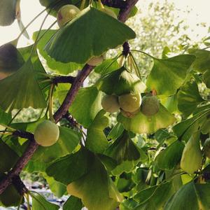 Ginkgo biloba (ginkgo)