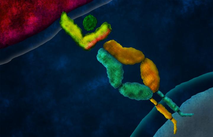 Domain-Swapped T Cell Receptor