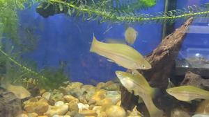 Green swordtails.