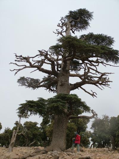 Taking Tree-Ring Sample