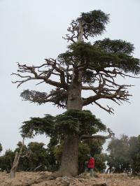 Taking Tree-Ring Sample