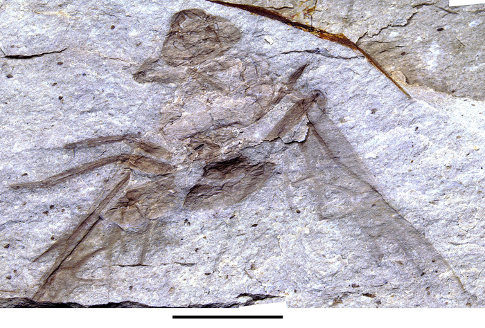 The giant fossil queen ant Titanomyrma, recently discovered in the Allenby Formation near Princeton, British Columbia