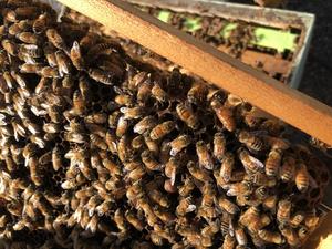 Bees at Tocal Research Centre