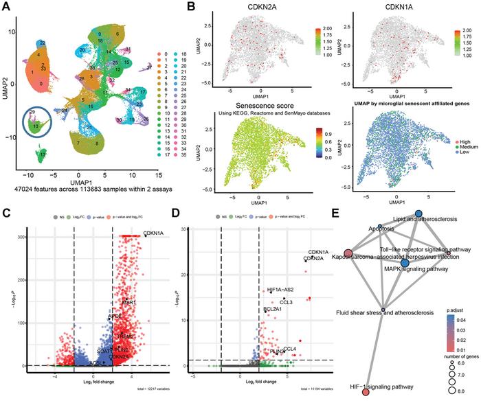Senescent cells accumulate lipid droplets