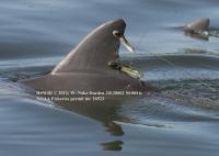 Satellite Telemetry Reveals Where Dolphins Go at Nighttime