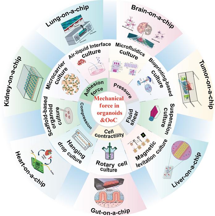Mechanical forces in organoid culture and organ-on-a-chip systems