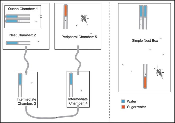 Diagram of ant nest array and simple nest box